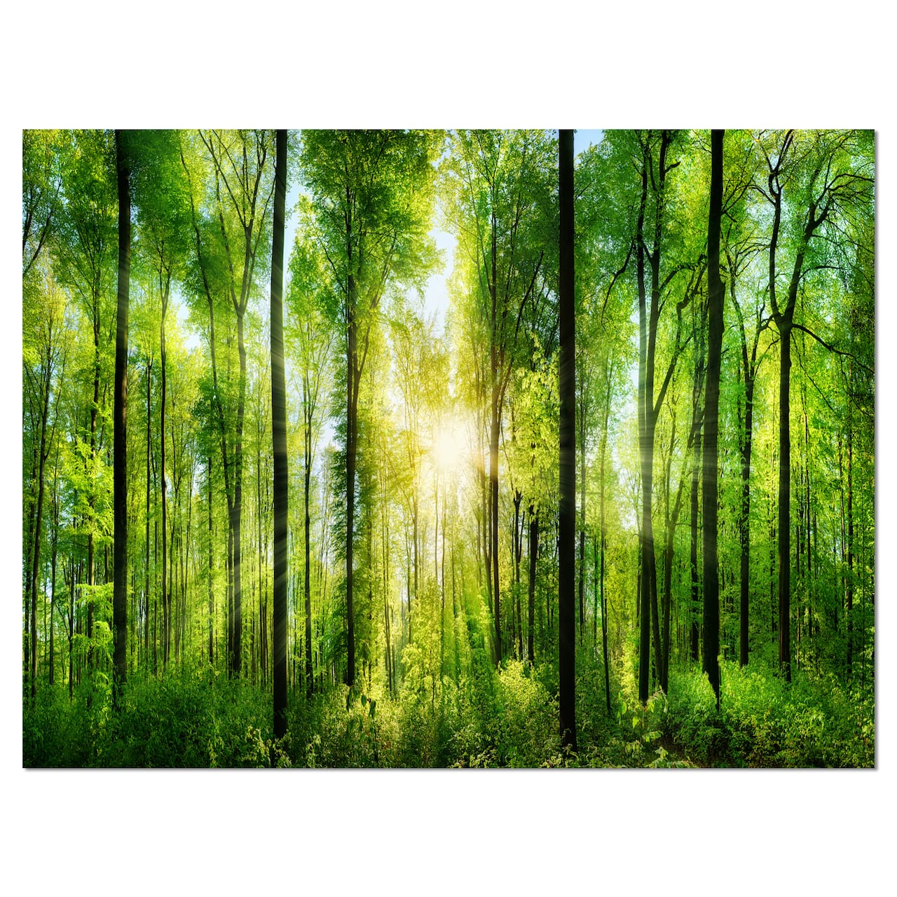 Designart - Forest with Rays of Sun Panorama - Landscape Art Print Canvas